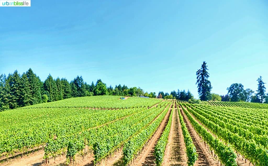 Lenné Estate south slope vineyard