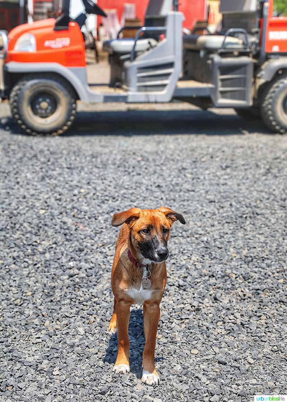 winery dog at Utopia Vineyard