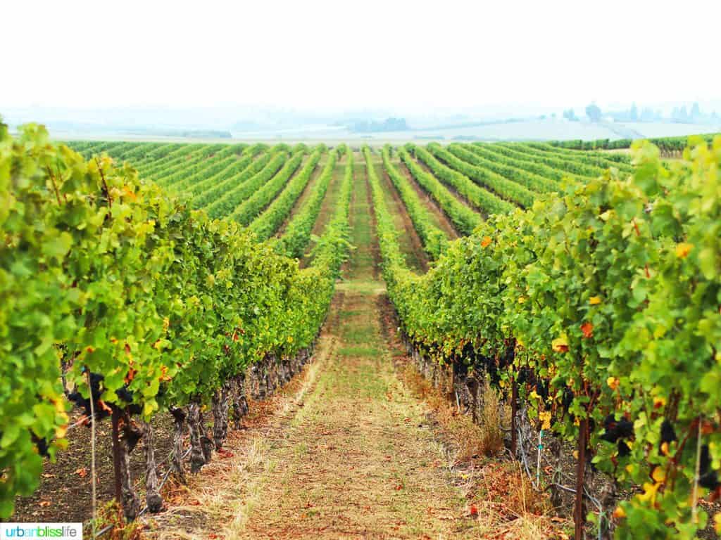 rows of vines at Van Duzer Vineyards Dallas Oregon