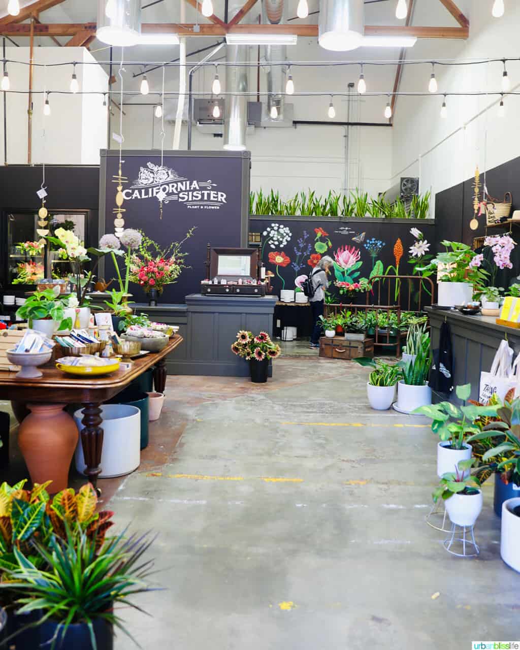 california sisters plants and flowers at the Barlow in Sebastopol