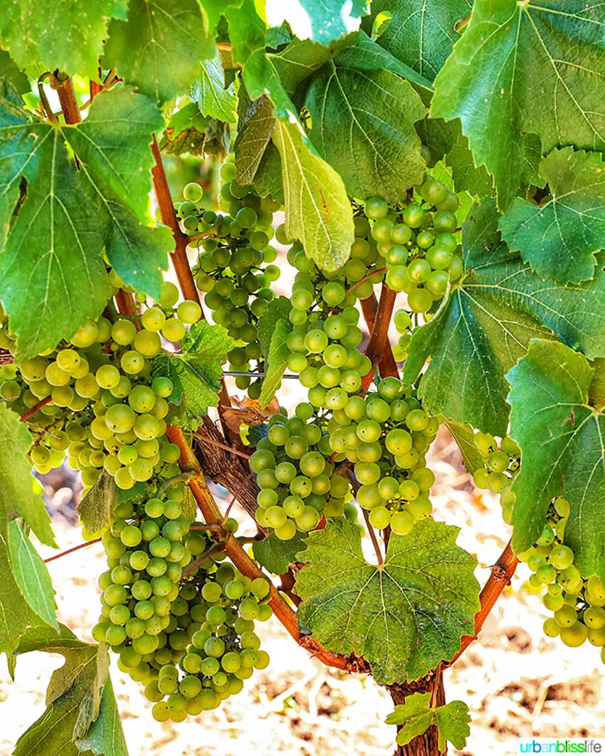 white wine grapes in vineyard