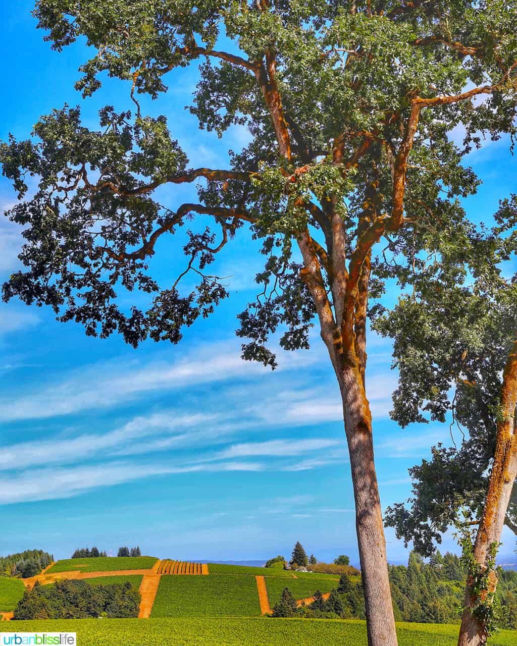 Knudsen Vineyards tree with view