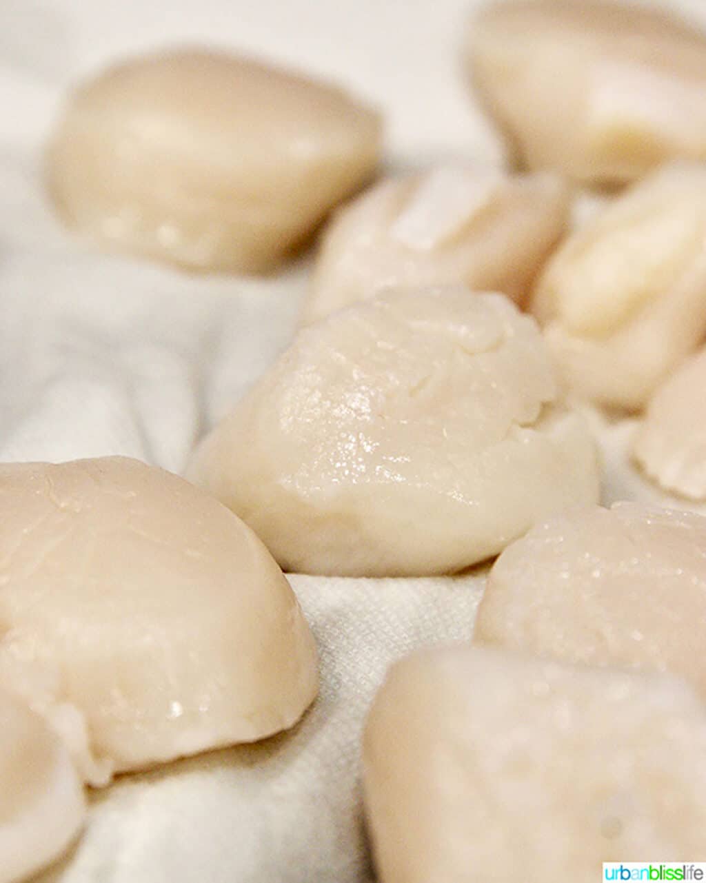 drying scallops on paper towel