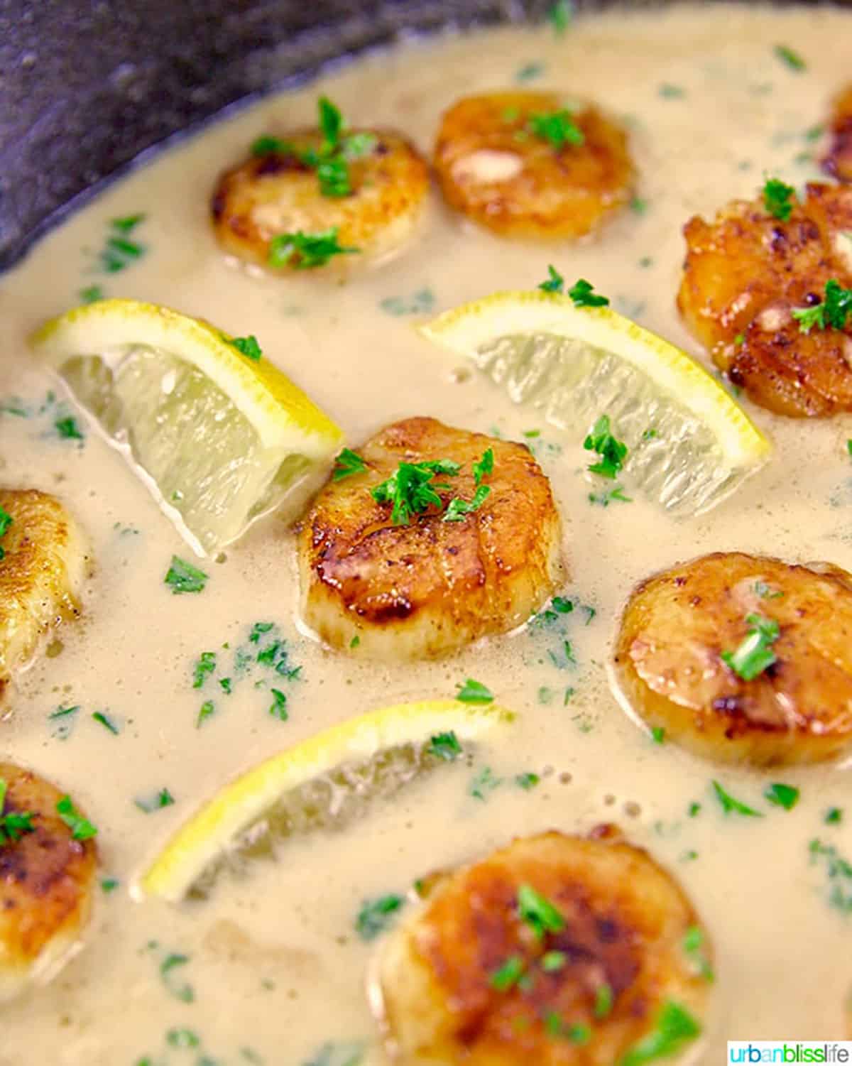 Seared scallops with pasta in skillet with creamy lemon garlic sauce