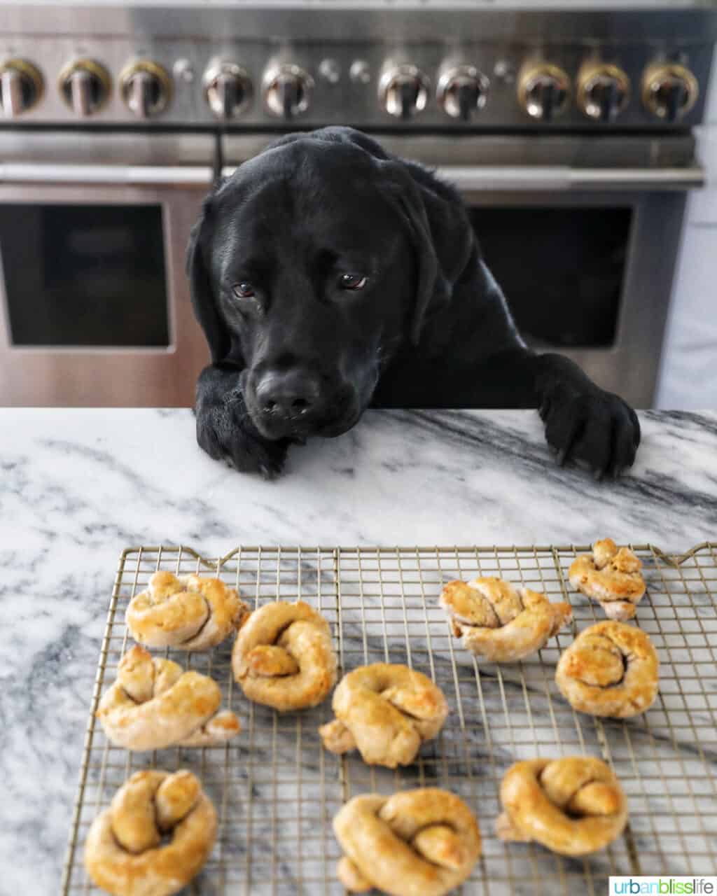 Ace staring at dog pretzels