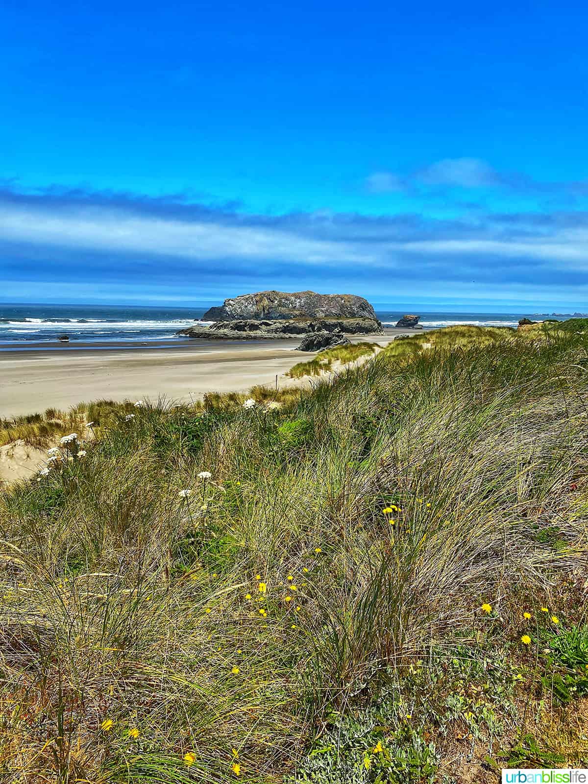 wildflowers on the beach at bandon, oregon