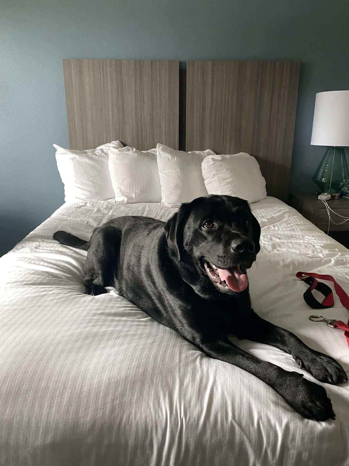 best western inn at bandon, oregon with black dog on bed