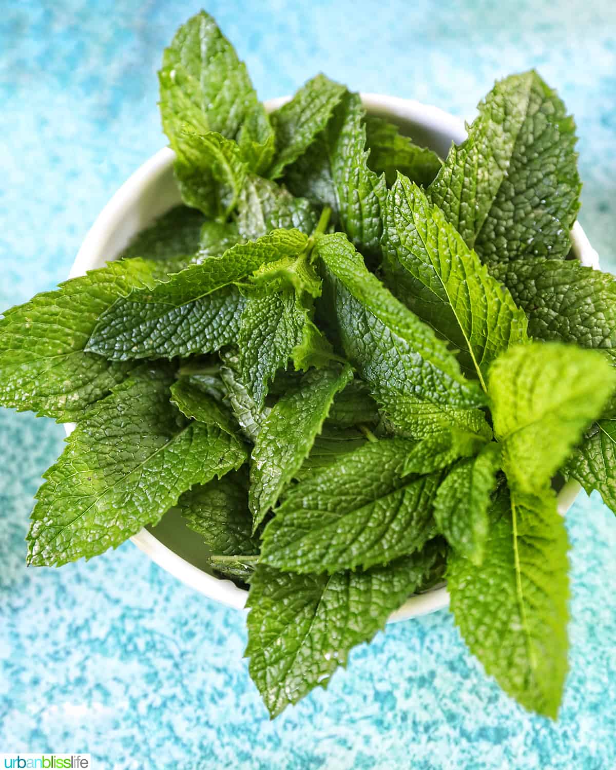bunch of mint leaves in a white bowl on a bright blue background.