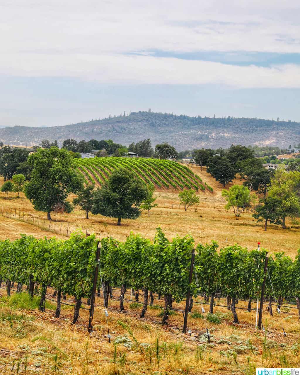 vineyard rows at Kriselle Cellars estate vineyard in southern Oregon.