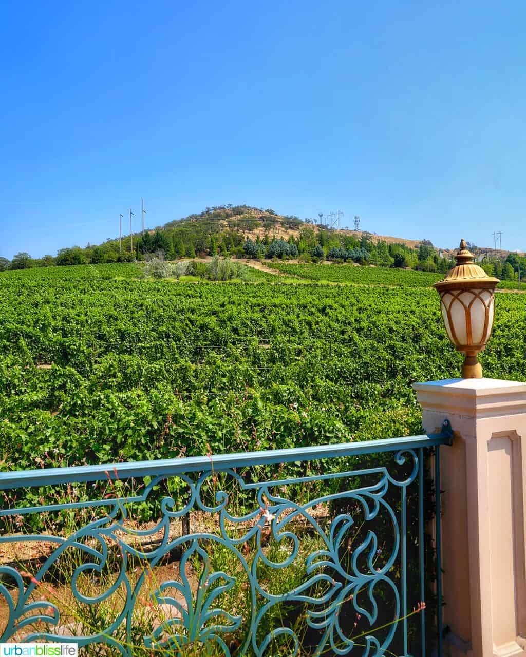 looking out from the terrace at Belle Fiore Winery vineyards.