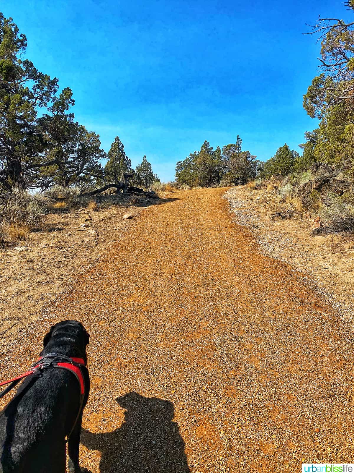 black dog on hike at brasada ranch