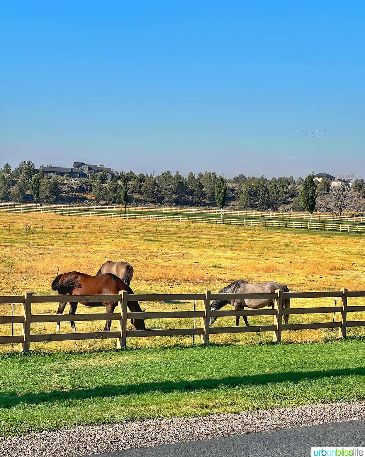 horses at brasada ranch