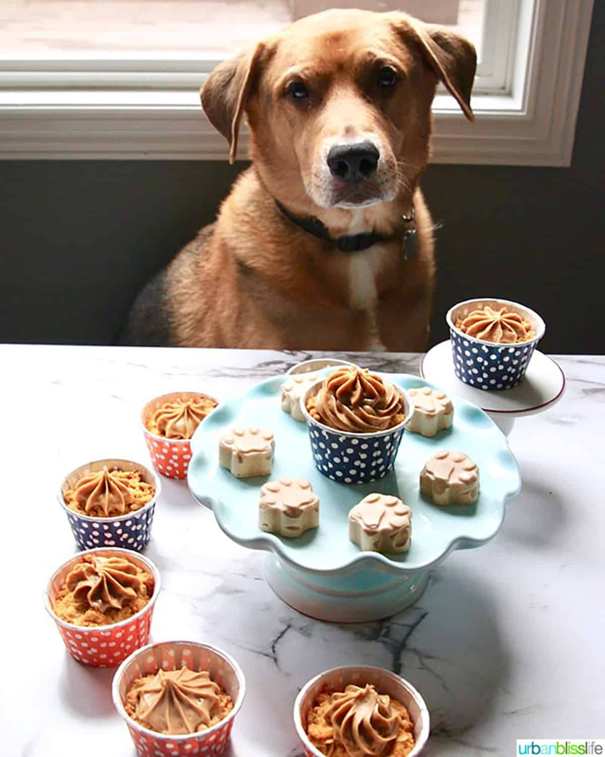 brown and white dog surrounded by treats