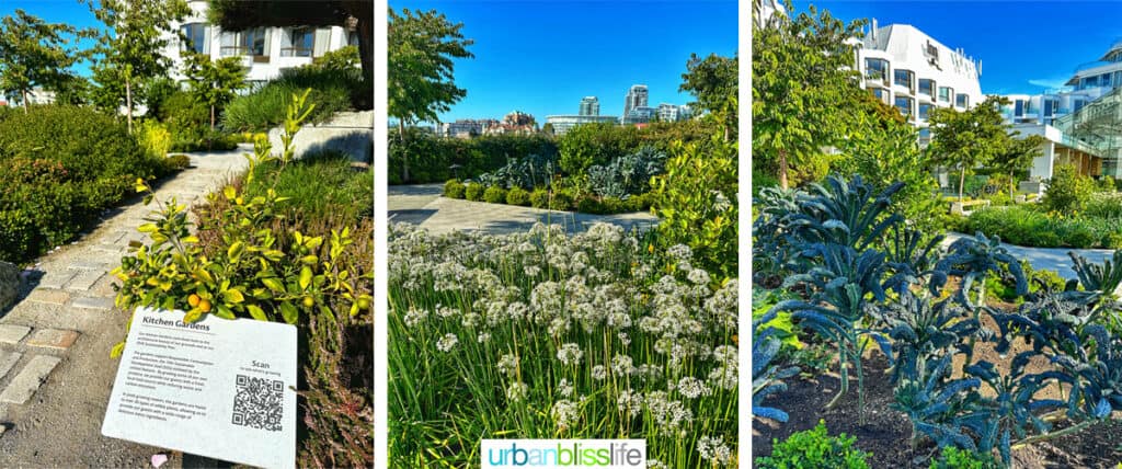 kitchen gardens at the Inn at Laurel Point hotel.