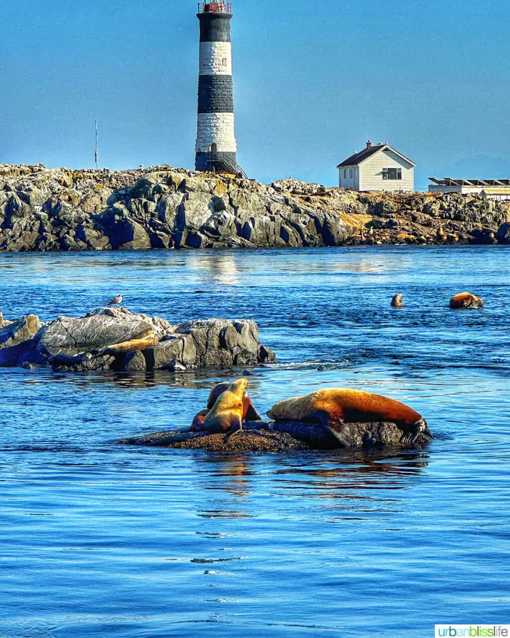 Lighthouse and rock formation in the background with seals and sea lions in the water in the foreground.