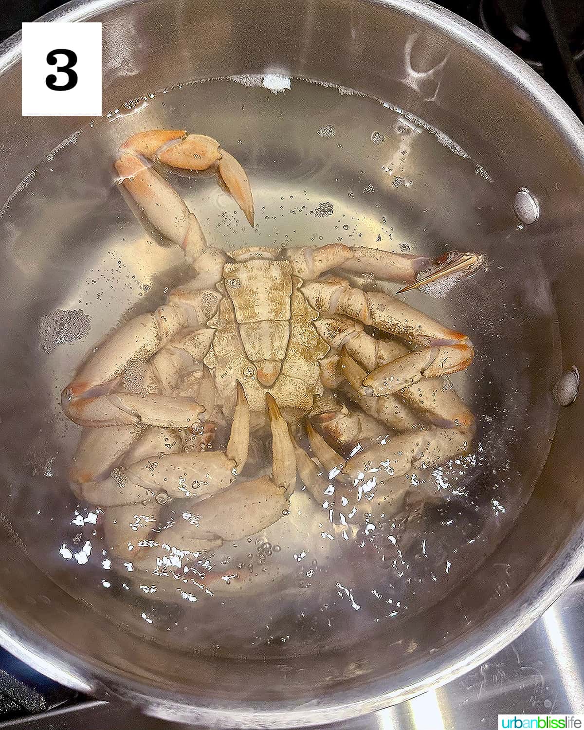 Dungeness crab boiling in a large pot of water.