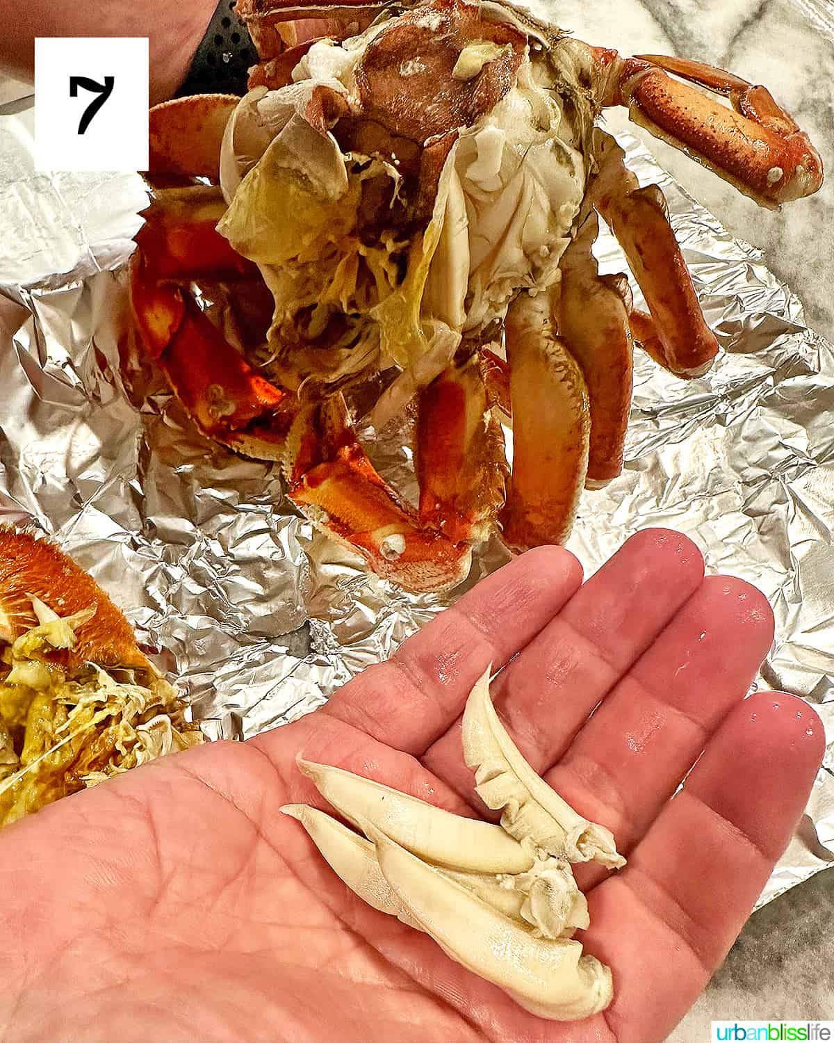 hand holding crab gills when cleaning a dungeness crab.
