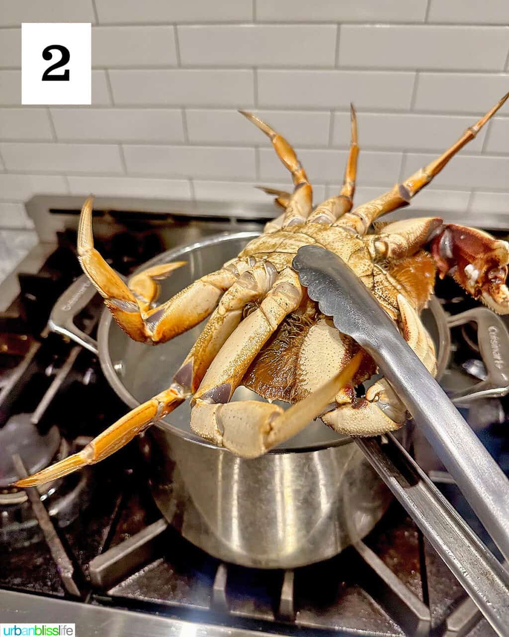 How to Cook Dungeness Crab Urban Bliss Life