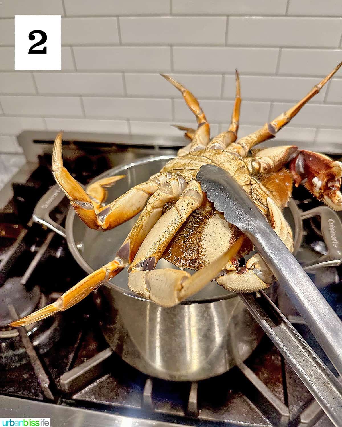 tongs holding a Dungeness crab over a large pot of water to boil the crab.