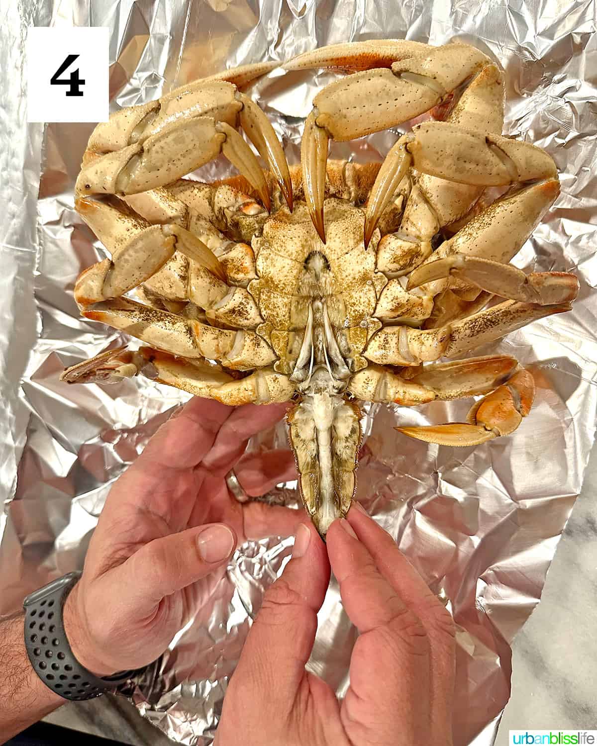 hands taking the apron off the dungeness crab shell when cleaning the crab.