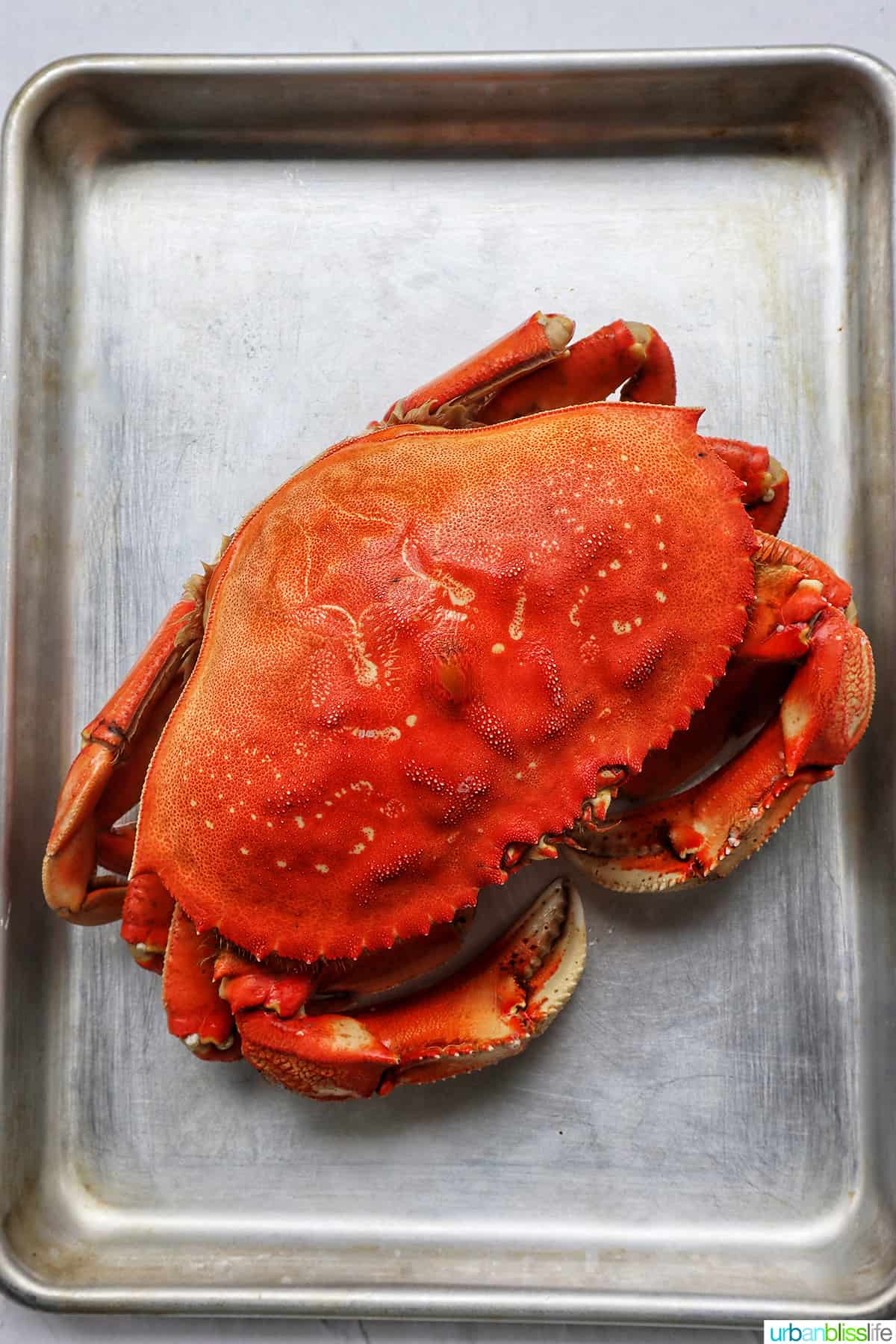 whole Dungeness crab on a silver half baking sheet.