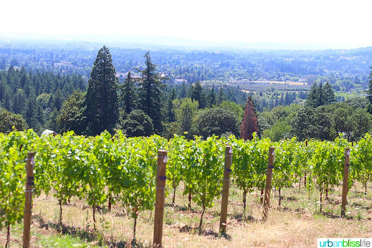 Bells up Winery vineyard in Oregon.