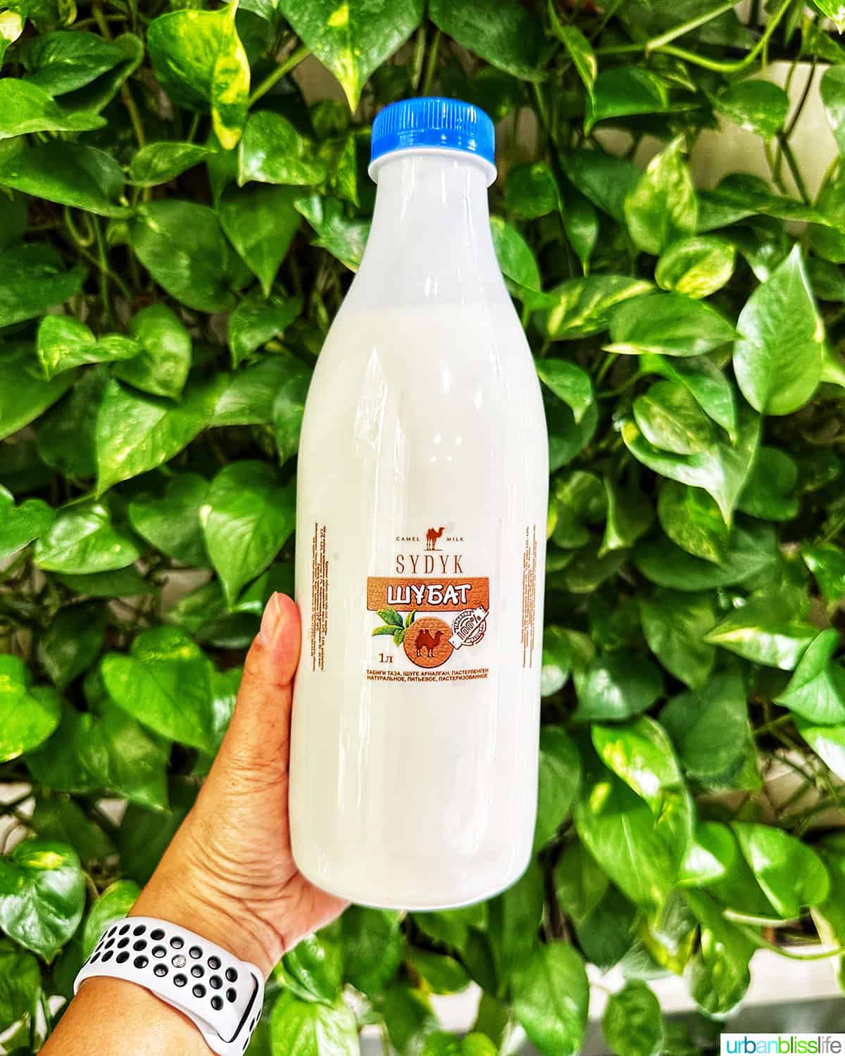 hand holding a bottle of camel's milk against a backdrop of green leaves.