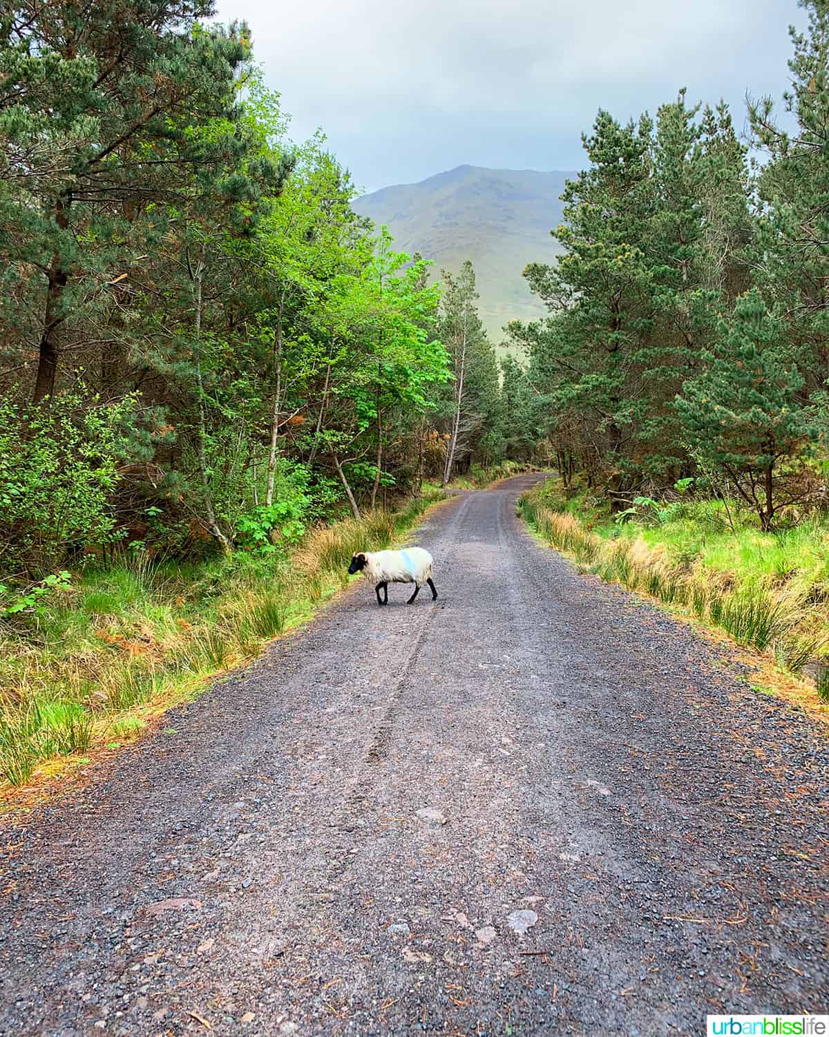 narrow road in ireland with sheep