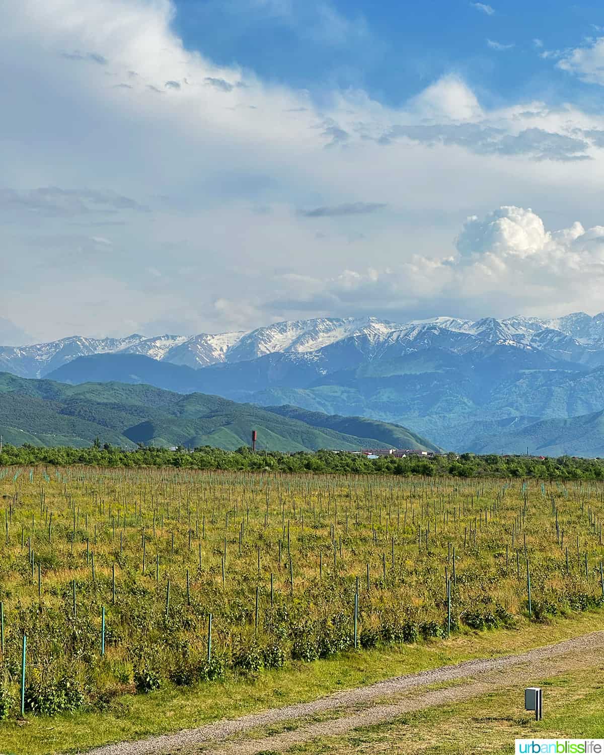 beautiful Kazakhstan vineyards with the Tien Shan Mountains in the background.