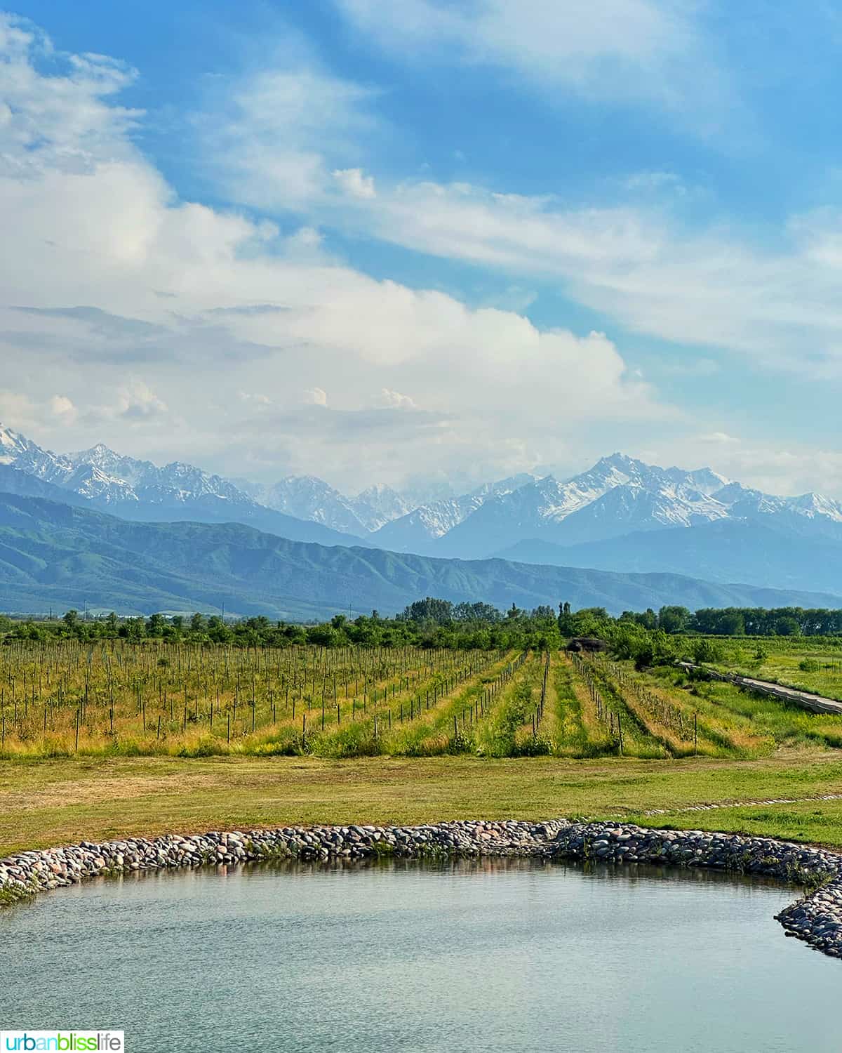 beautiful Arba winery vineyards near Almaty, Kazakhstan with the Tien Shan Mountains in the background.