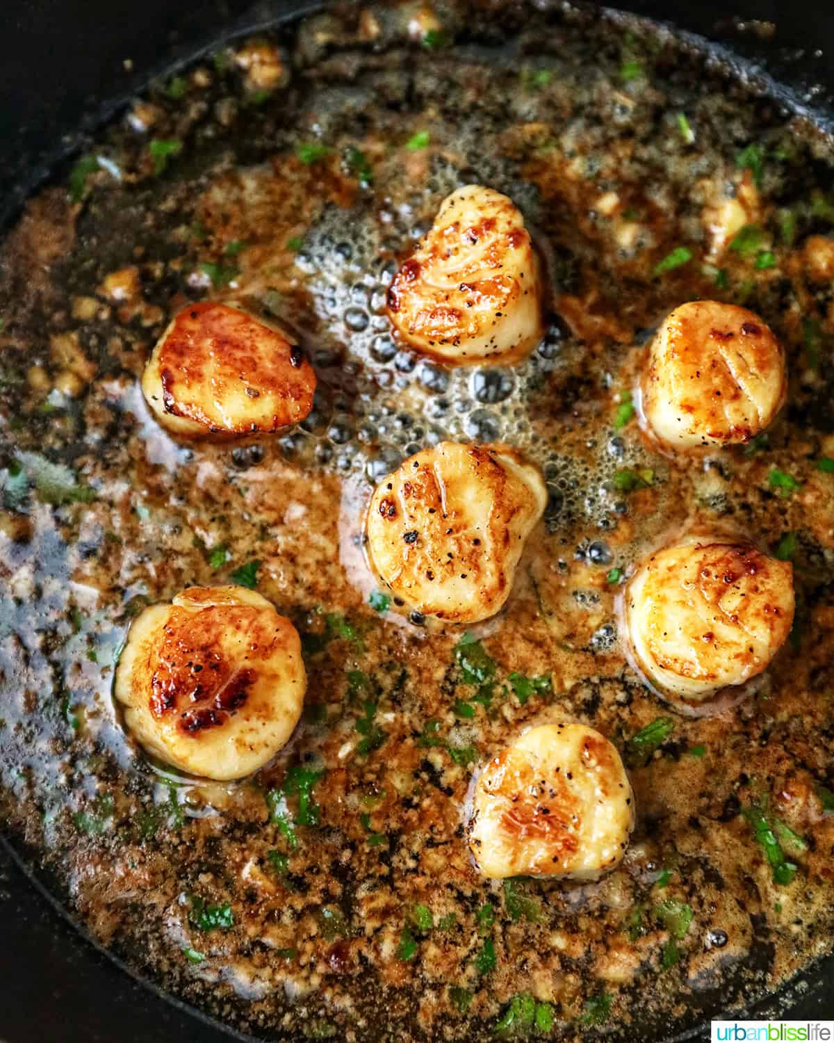 seared scallops in a cast iron skillet with butter garlic herb sauce.