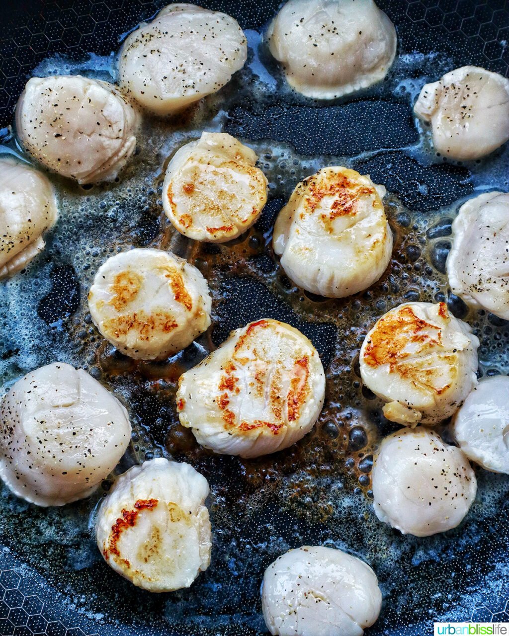 raw scallops searing in cast iron skillet.