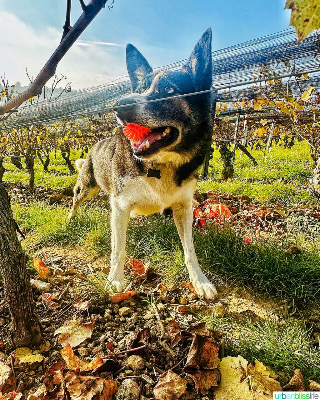 mascot the vineyard dog