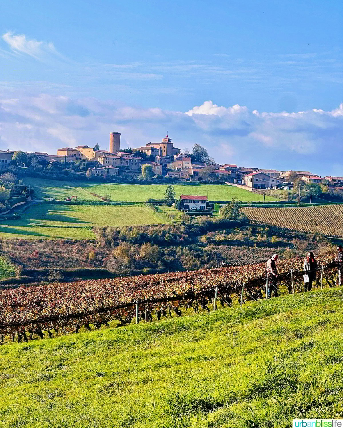 vineyards and rolling hills in beaujolais, france