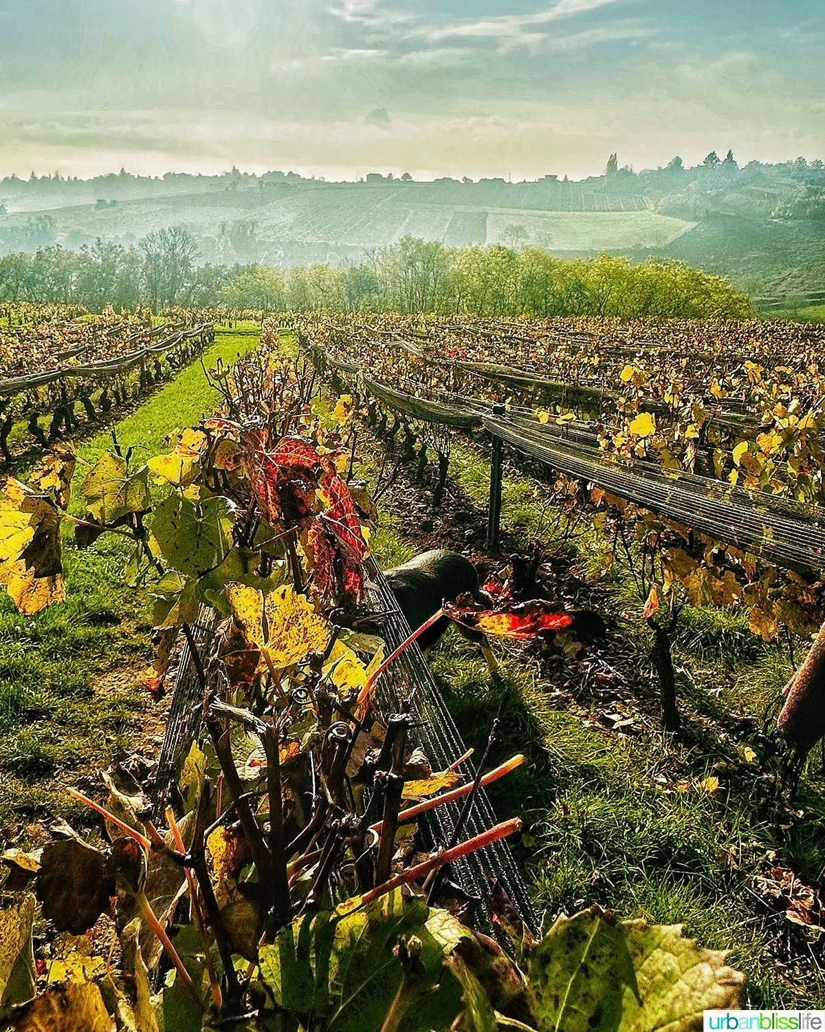vineyards at Domaine De Fond-vieille in Beaujolais