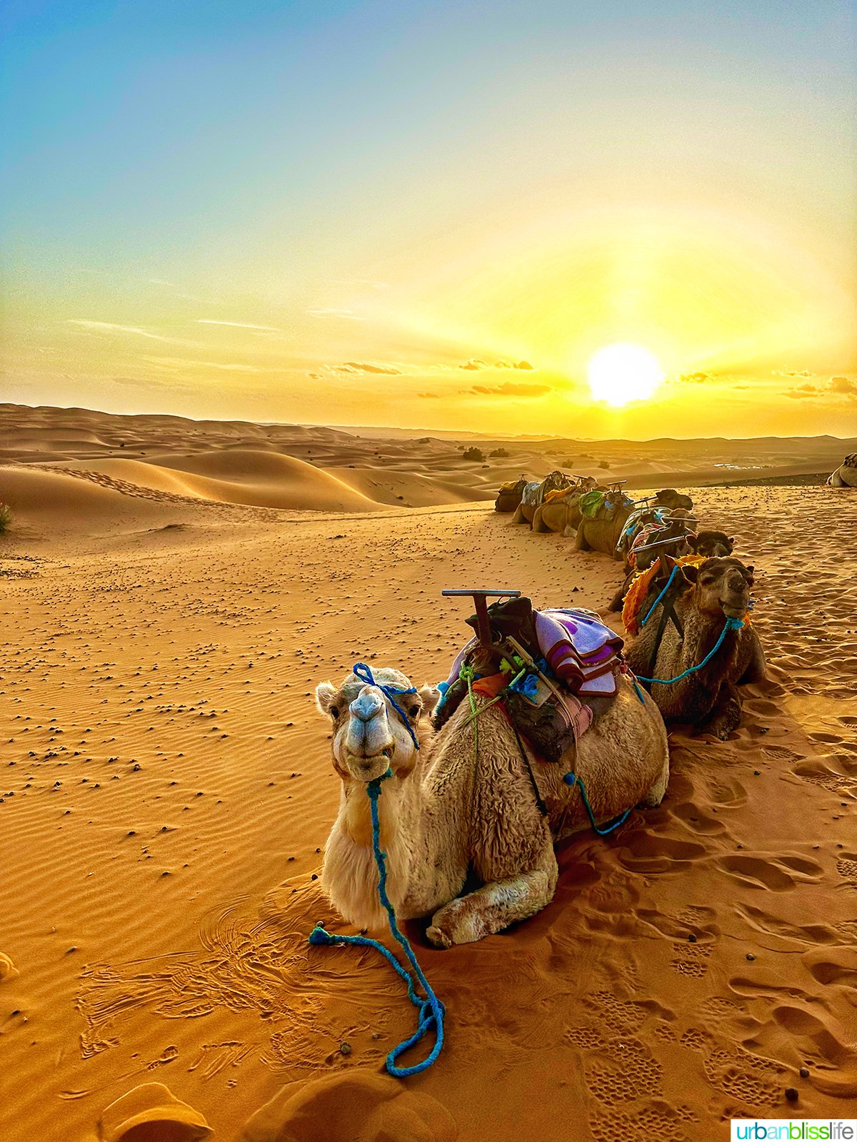 camels sitting in the sand in the sahara desert in Morocco.