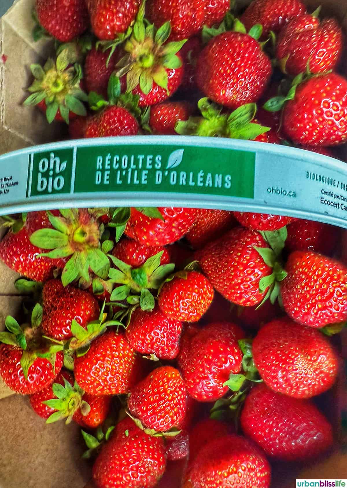 basket of Quebec strawberries.
