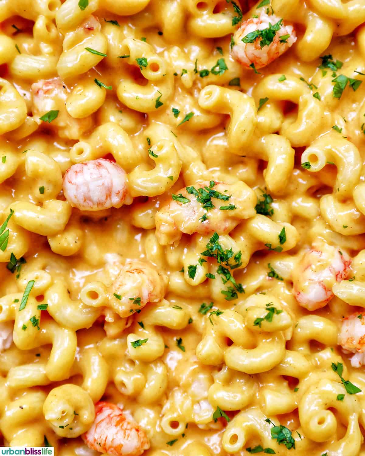 closeup of lobster mac and cheese.