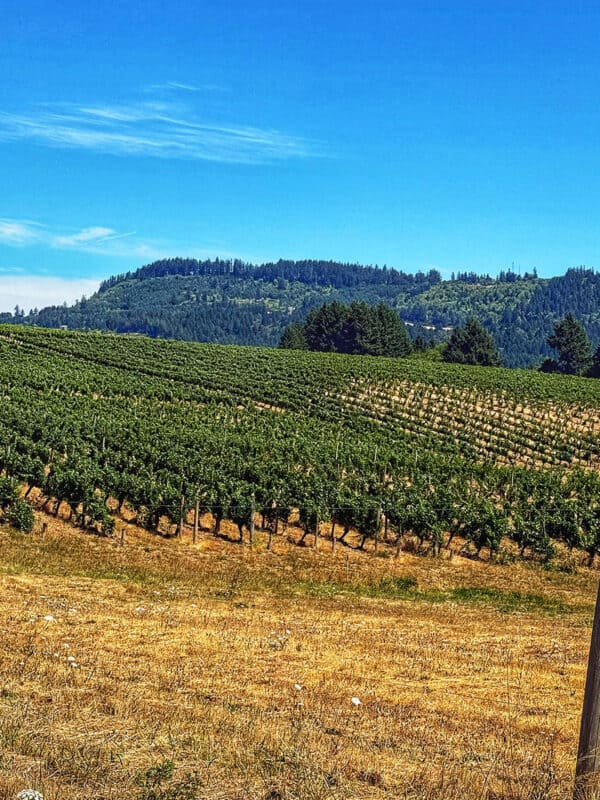 ridgecrest winery