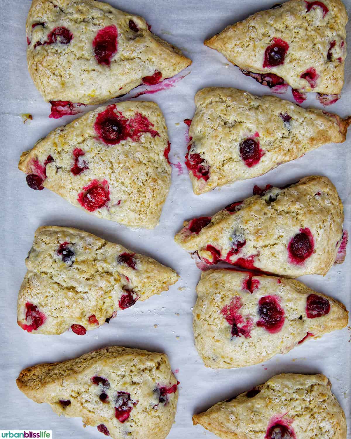 orange cranberry scones on a baking sheet all baked.