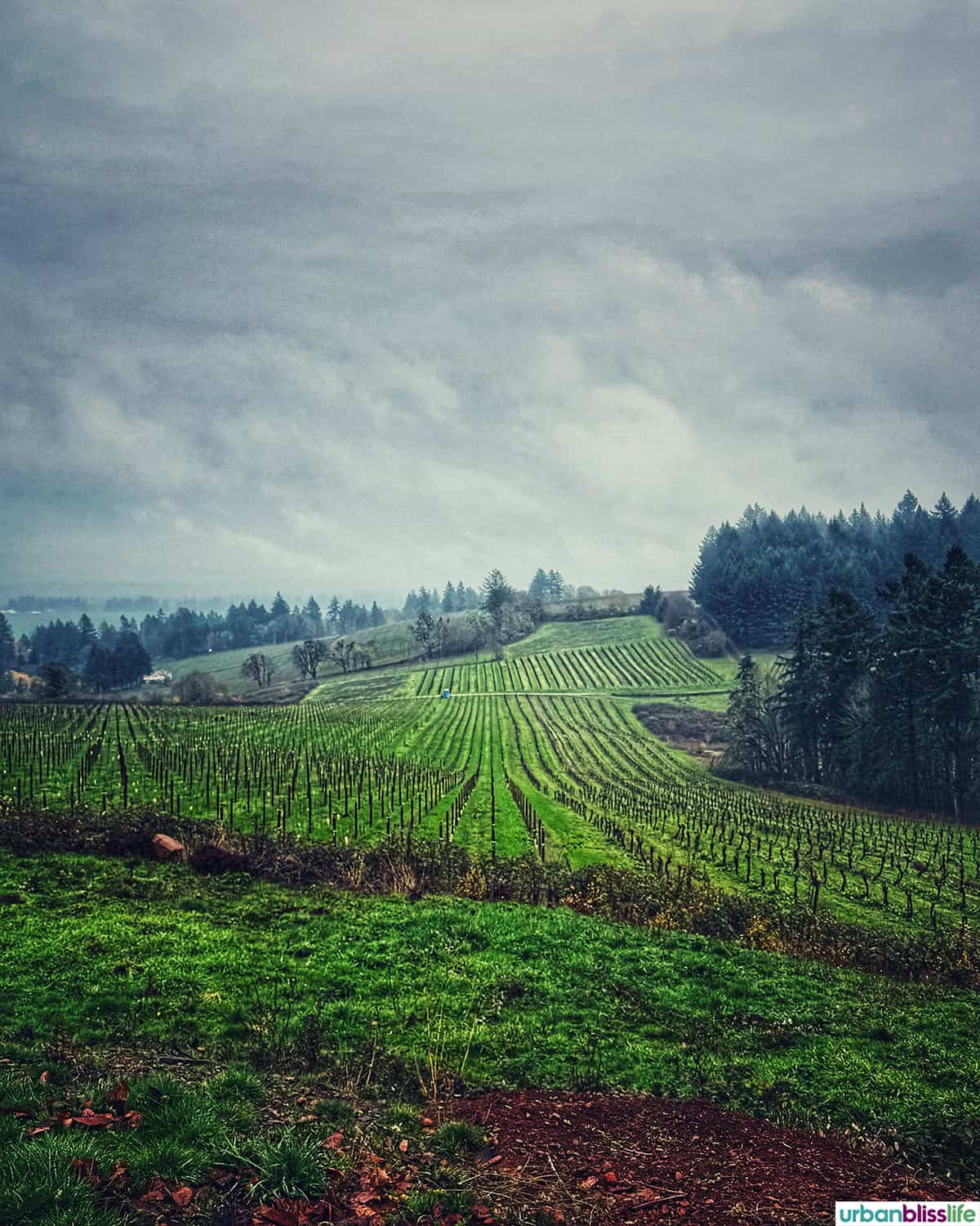 Evening Land Vineyards.