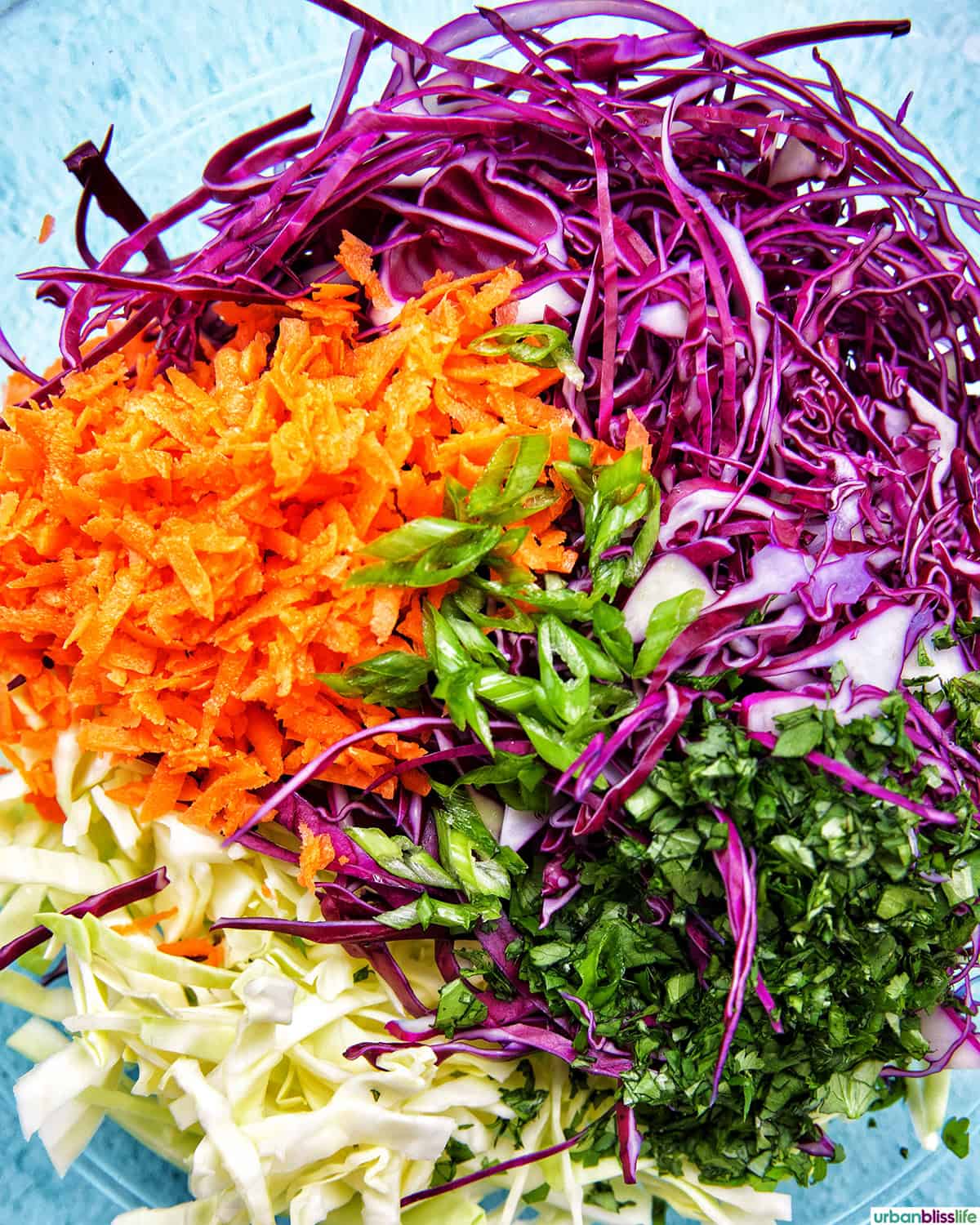 red cabbage, green cabbage, carrots, and cilantro in a bowl.