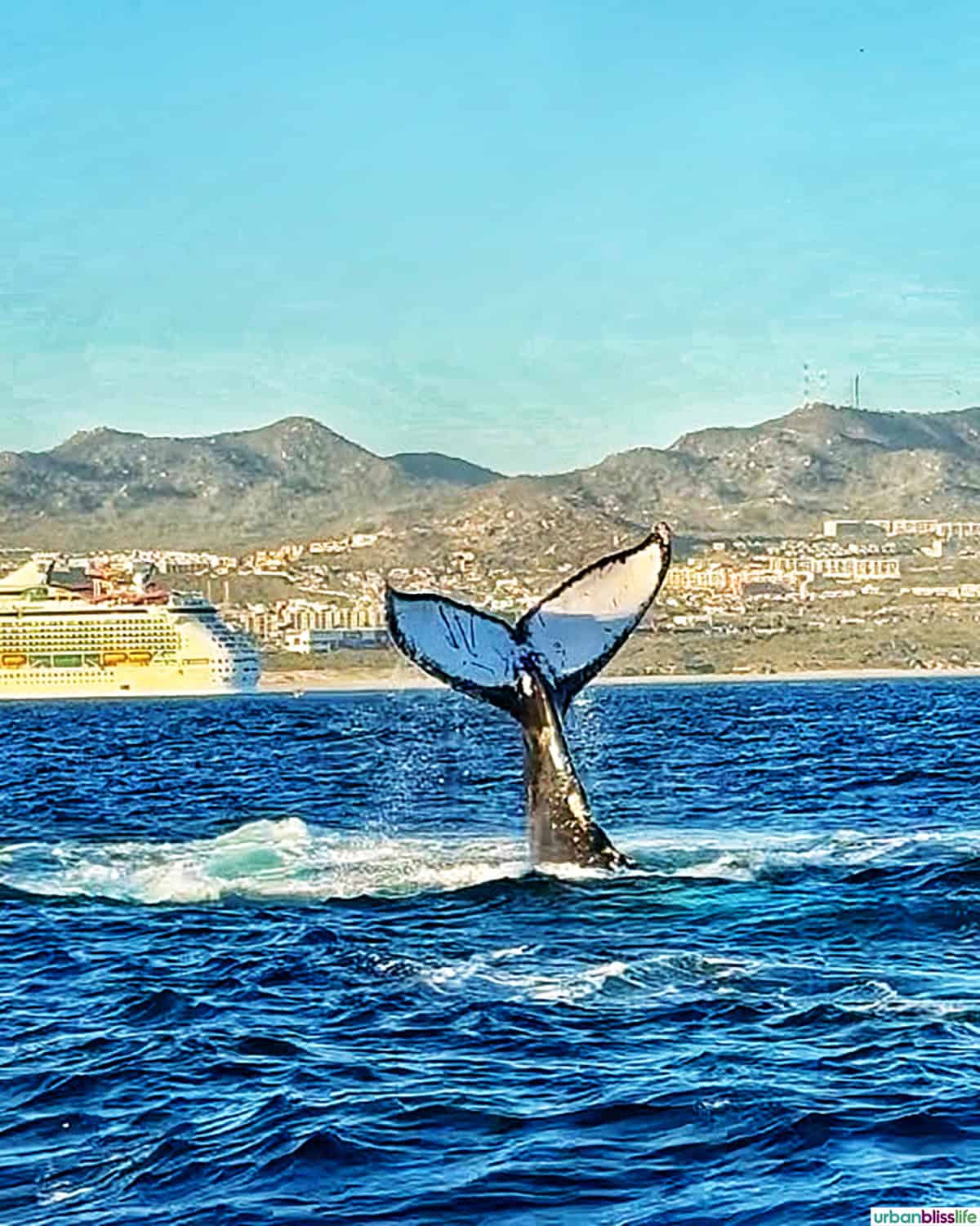 whale tail coming out of the water in Cabo San Lucas, Mexico.
