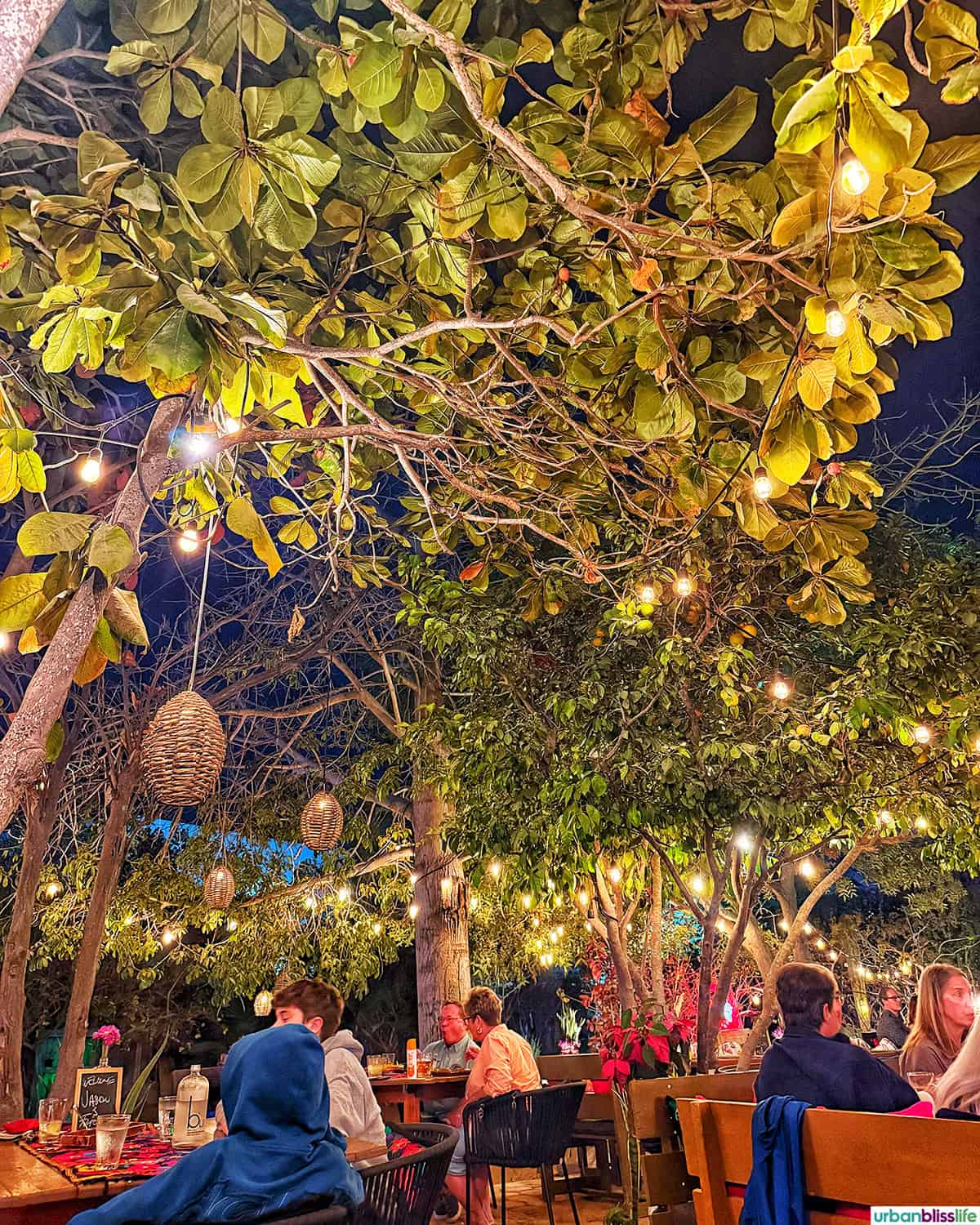 outdoor trees with lights above diners at Metate restaurant in Cabo San Lucas, Mexico.