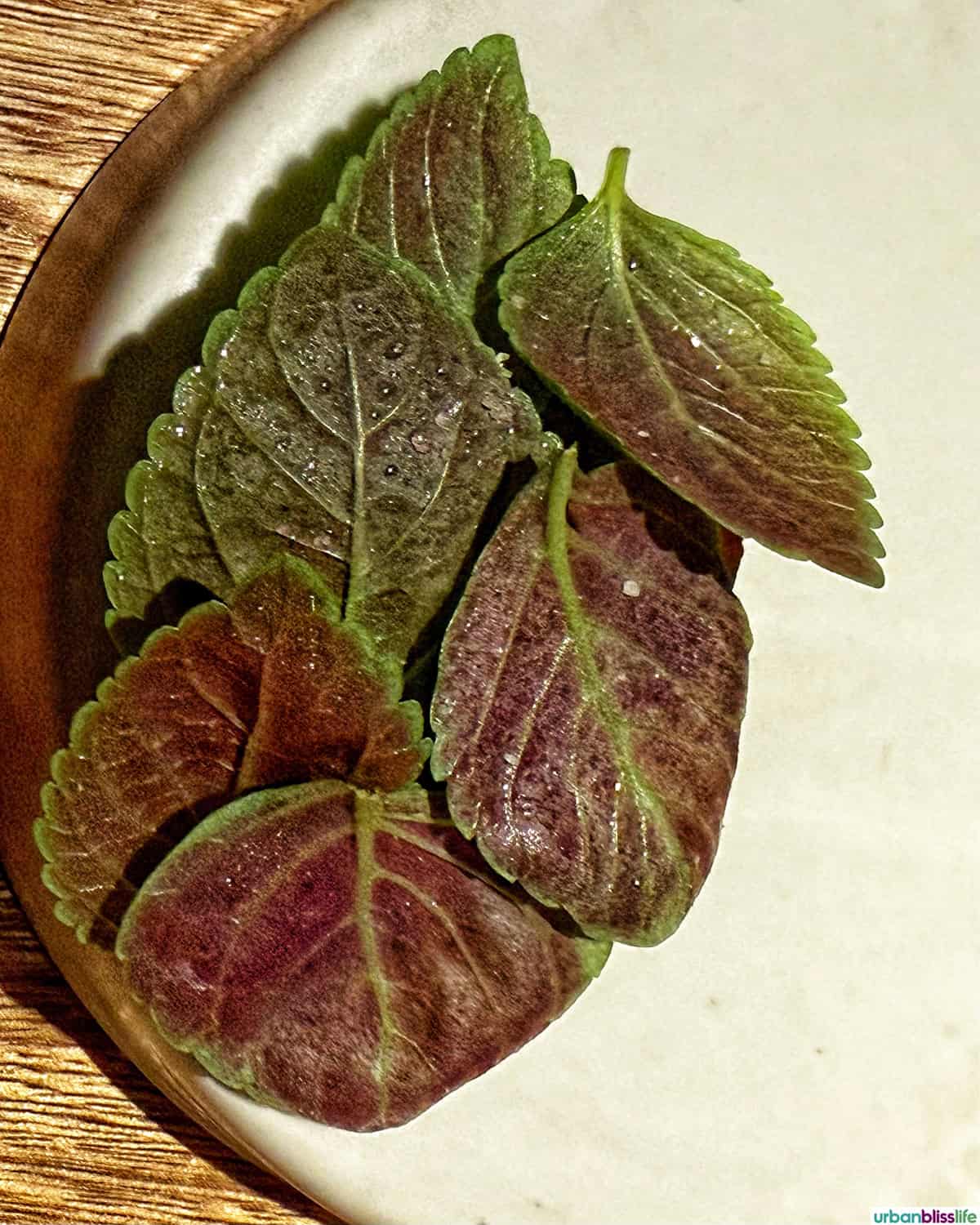 dish with leaves at El Chato restaurant in Bogota, Colombia.