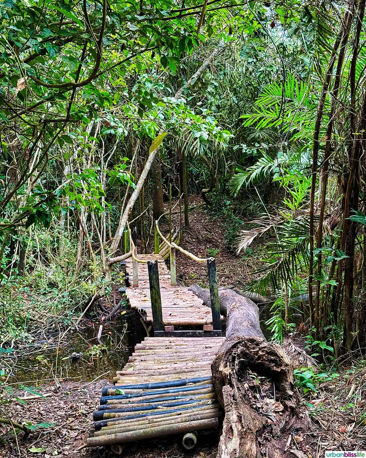 bridge at El Garcero Nature Reserve in Mompox, Colombia.