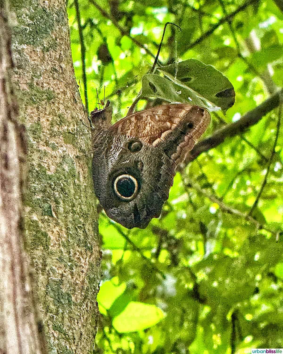 cool butterfly on a tree in El Garcero Nature Reserve in Mompox, Colombia.