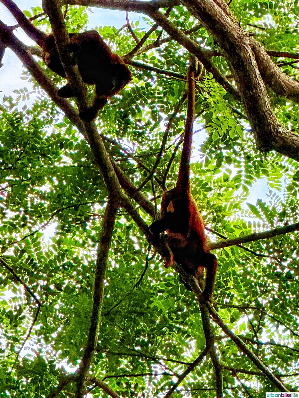 two howler monkeys in the trees at El Garcero Nature Reserve in Mompox, Colombia.