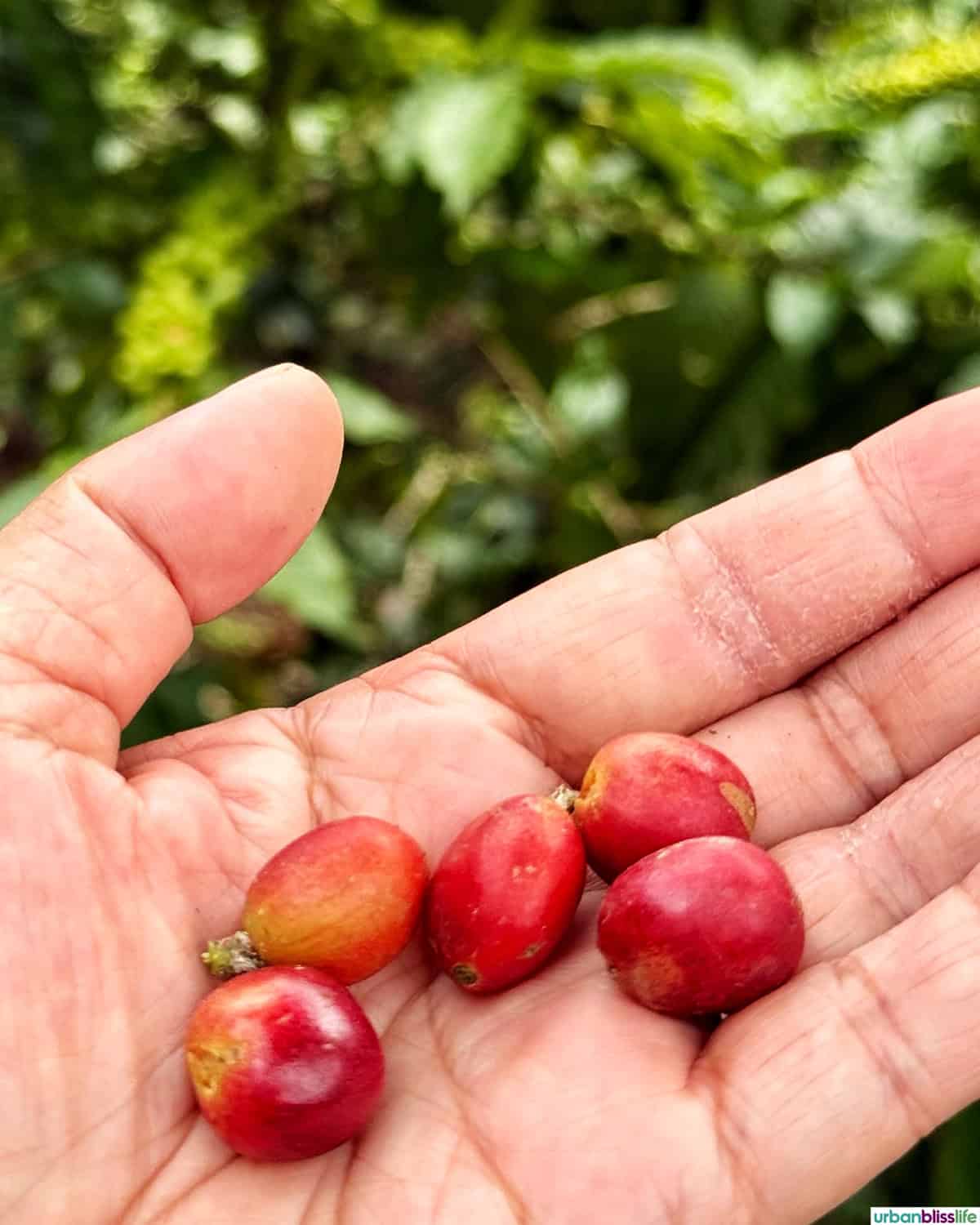 coffee berries at at Hacienda Venecia in Manizales, Colombia.