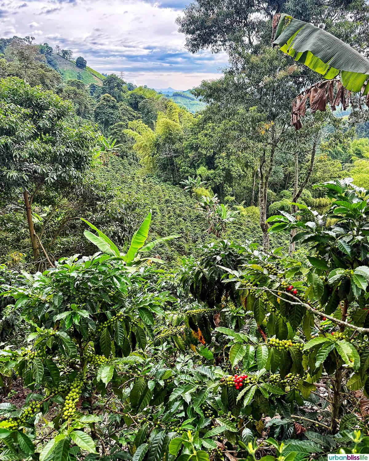 coffee plants at at Hacienda Venecia in Manizales, Colombia.